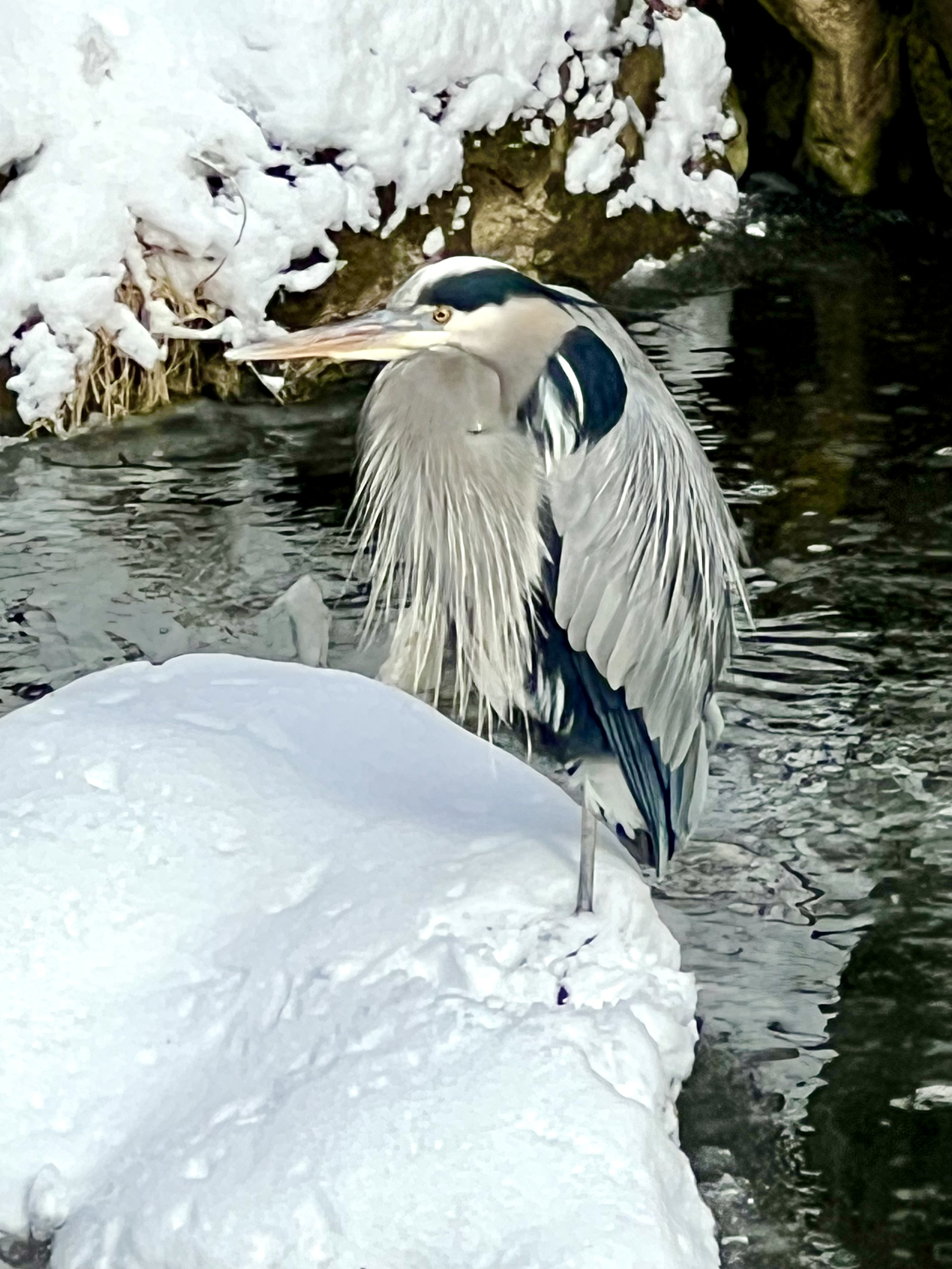 Kris Morrison, Waiting for Spring